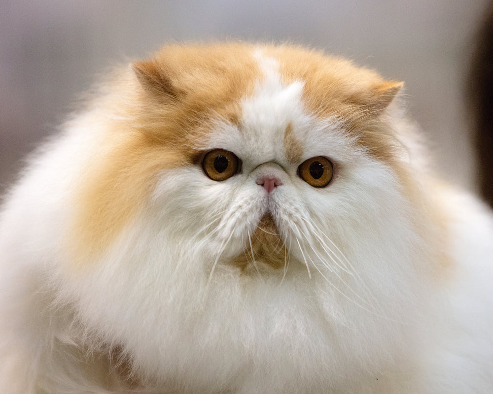Flat‑Faced Cats Explained: Vet Guide 2025 🐱😮‍💨