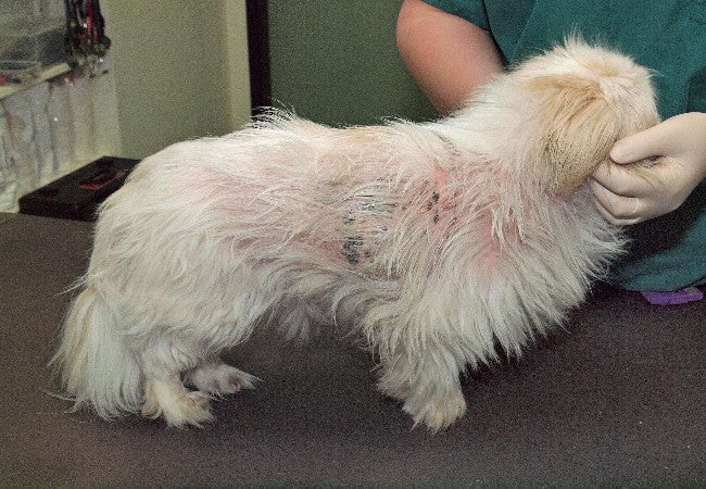 Flea Allergy Dermatitis in Dogs: Why a Few Bites Cause So Much Itch