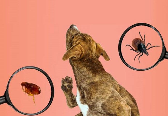 Flea and Tick Remedies That Fail: What to Avoid and What Works