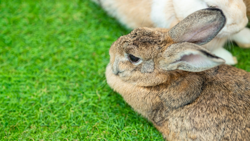 Flemish Giant Rabbit Care: Space, Equipment and Daily Needs