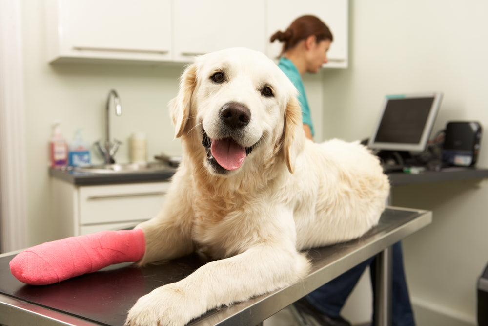 Fractures in Pets: Vet-Approved 2025 Surgical & Recovery Guide for Dogs and Cats 🐾🦴
