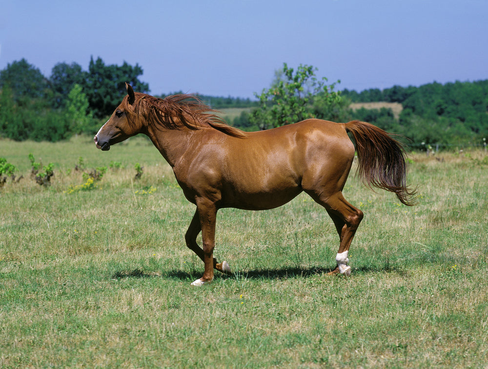 French Anglo-Arab Vet Guide 2025: Care, Temperament & Health of France’s Elite Sport Horse 🐎🇫🇷