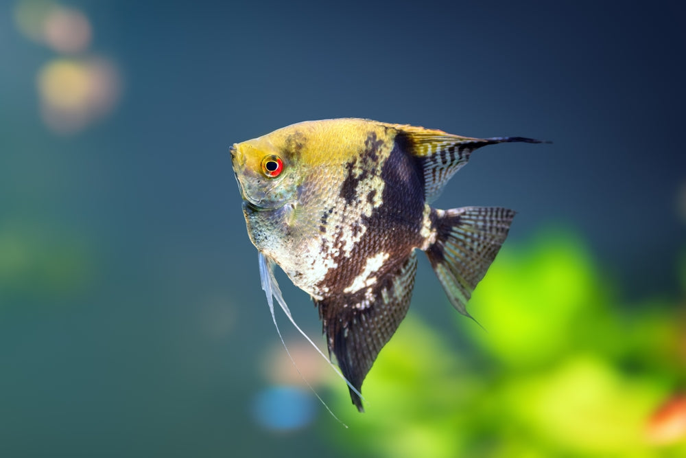 Freshwater Angelfish Care & Facts: Vet Guide 2025 🐟🩺