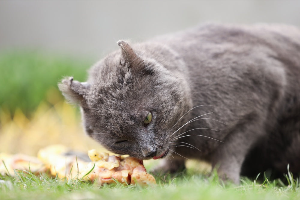Fungal Poisoning in Cats: Vet Guide 2025 🐾🩺