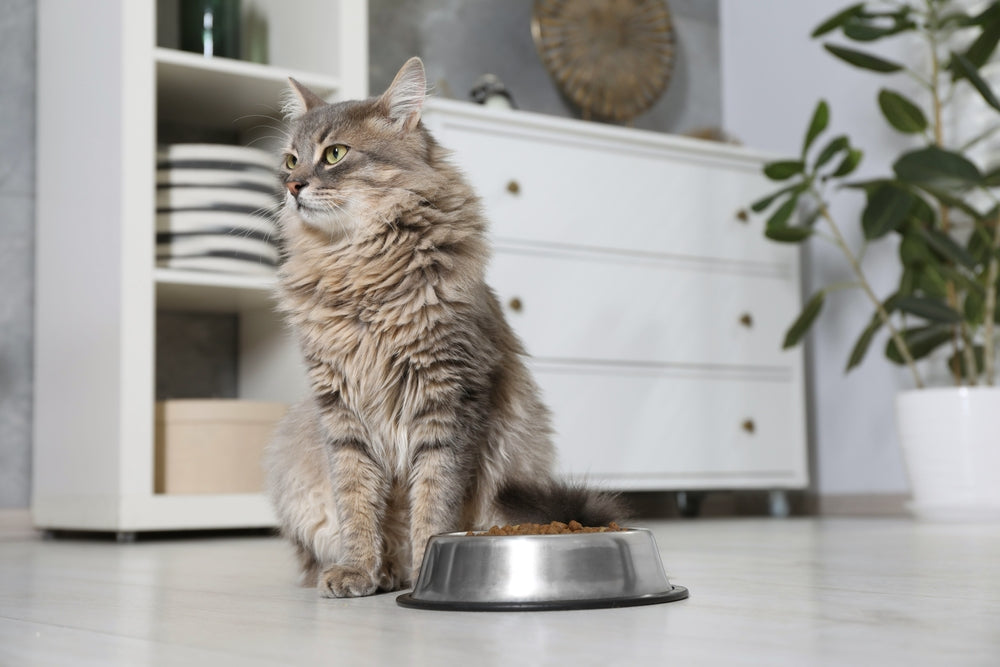 Gastroduodenal Ulcer Disease in Cats: Vet Digestive Guide 2025 🐱🩹