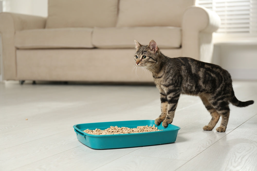 Gastrointestinal Adenocarcinoma in Cats: Vet Guide 🐱🎗️ 2025