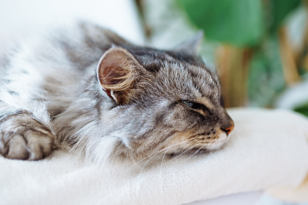 Gastrointestinal Adenoma in Cats: Vet Guide 🐱🌟 2025