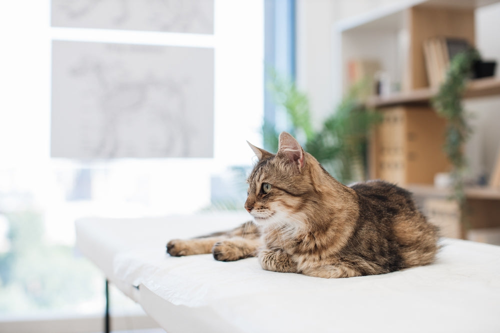 Gastrointestinal Obstruction in Cats: Vet Guide 🐱🚨 2025