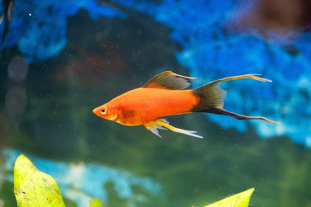 Gill Parasites in Fish: Vet Guide 2025 🐟🩺