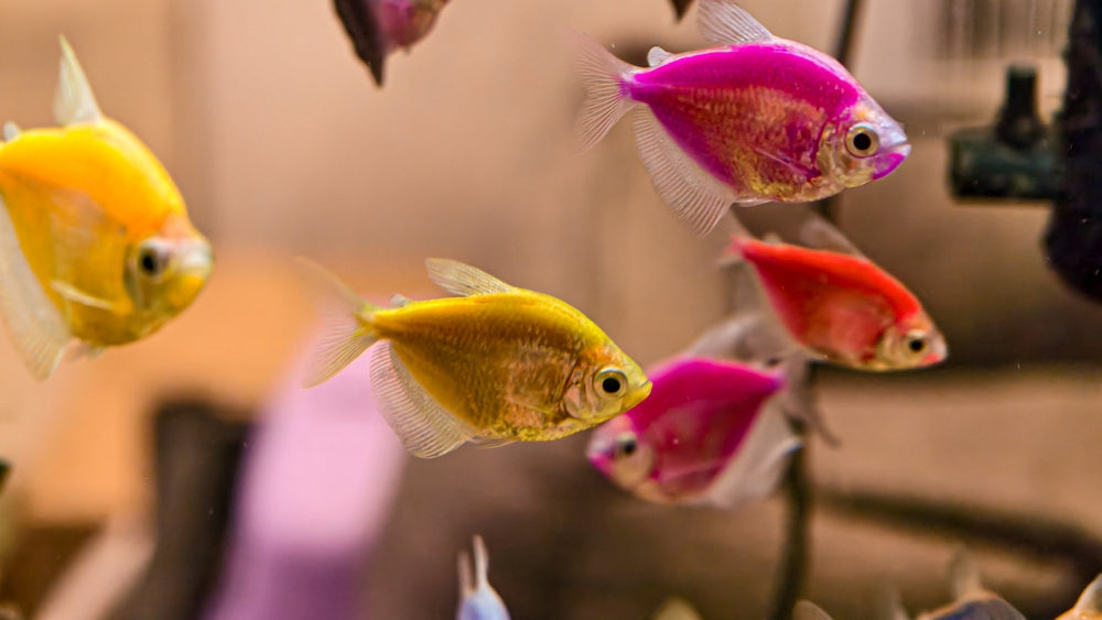 Gill & Skin Fluke Infections: Vet Guide 2025 🐟🩺
