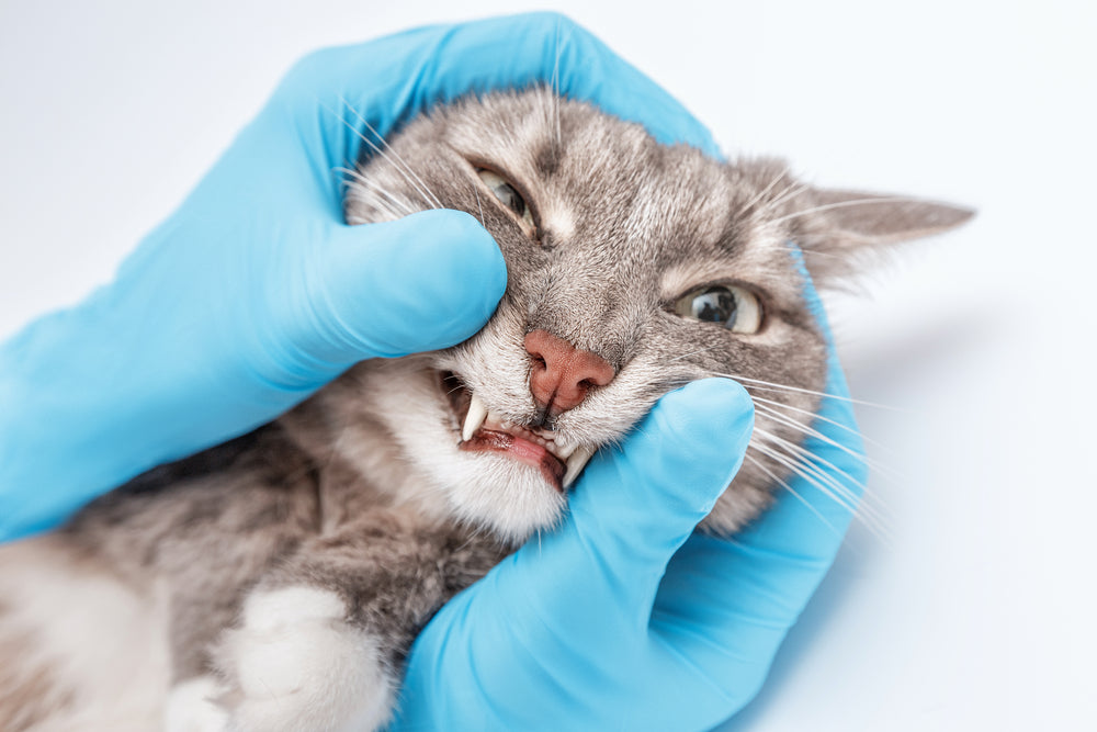 Gingivostomatitis in Cats: Signs, Tooth Extractions, Treatment and Prognosis