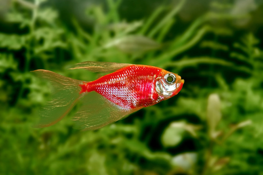 GloFish Care: Choose the Right Species and Aquarium