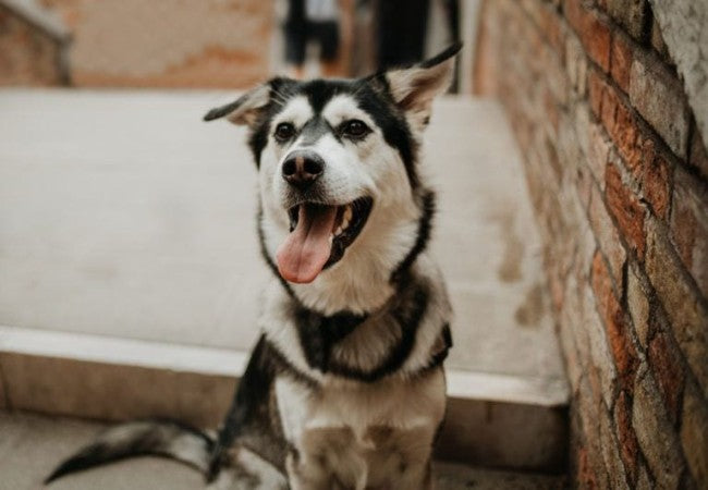 Goberian Care: What to Expect from a Golden Retriever Husky Cross