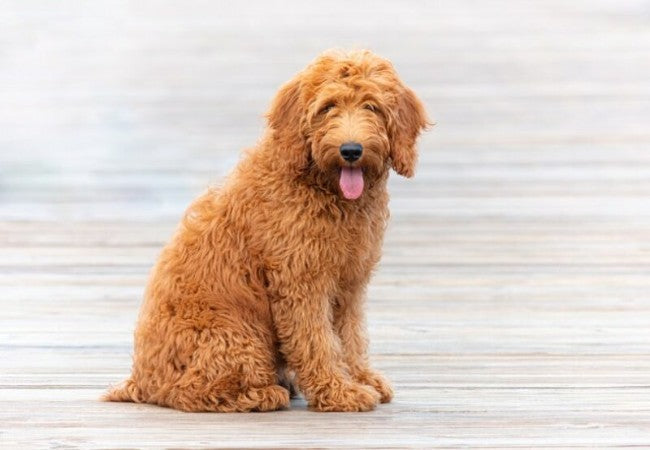 Goldendoodle Care: Coat Maintenance, Training and Health