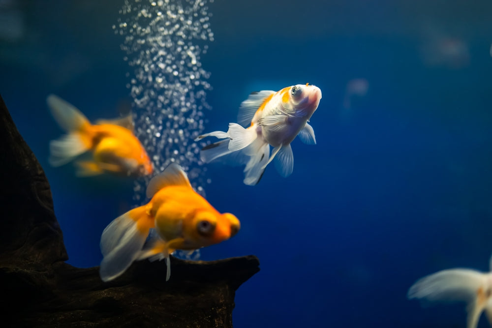 Goldfish Care: Vet-Approved Guide 2025 🐠🩺