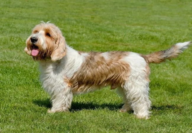 Grand Basset Griffon Vendeen Care: Training, Coat and Health