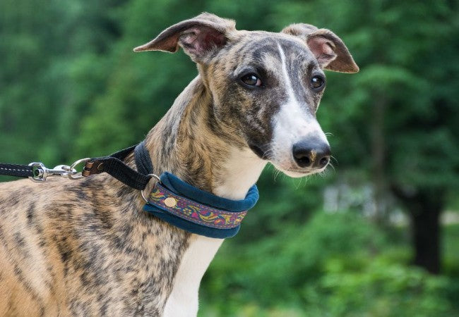 Greyhound Care: Settling In, Safe Exercise and Health