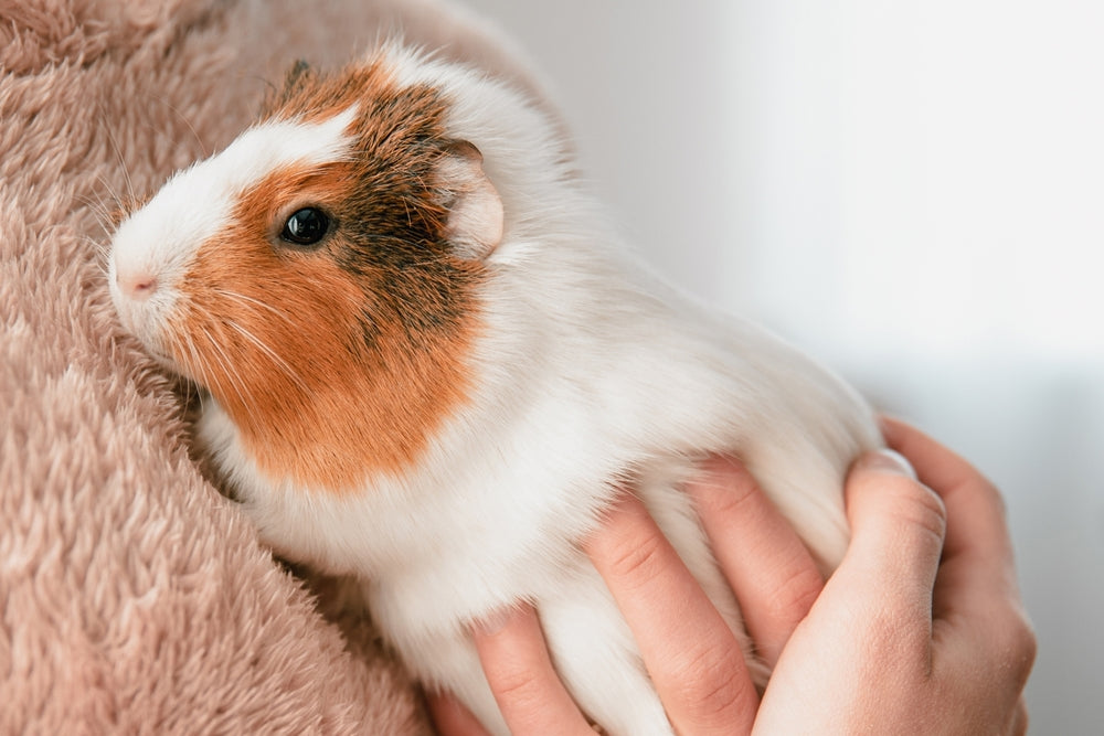 Guinea Pig Lifespan and Care