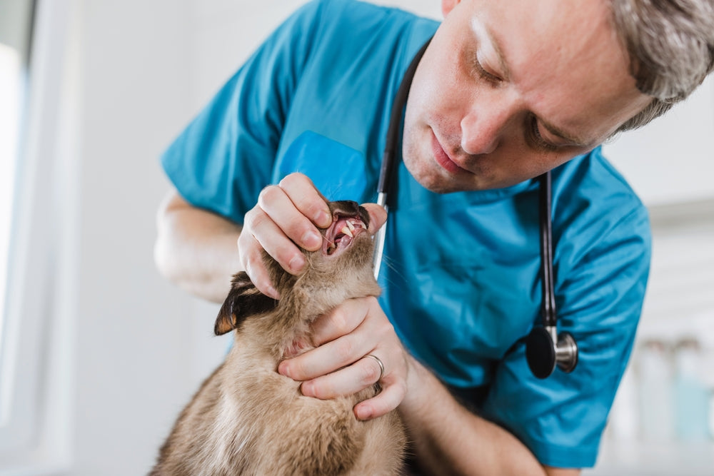 Gum Disease in Cats: Signs of Periodontitis and What Helps