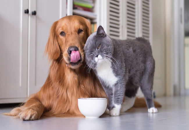 How to Support Your Dog's Gut Health