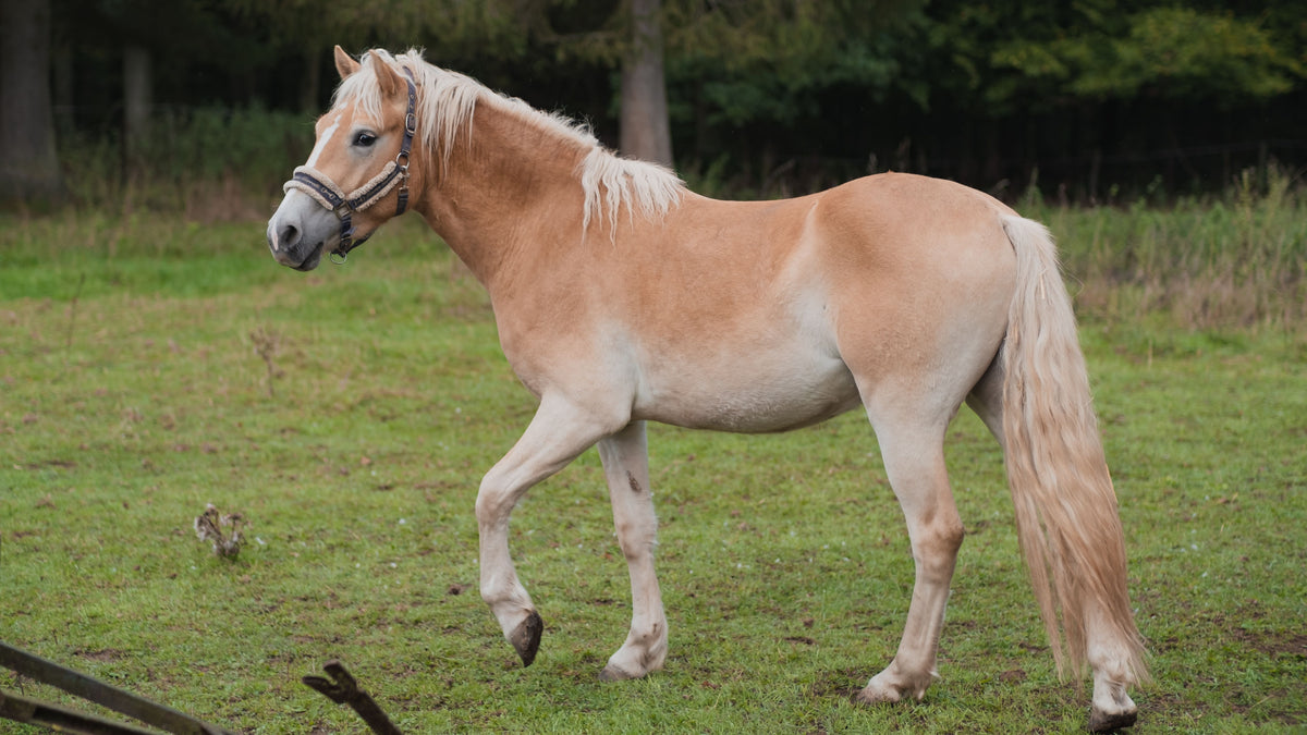 A light chestnut horse with a flaxen mane and tail standing in a grassy paddock.