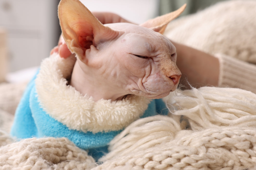 Hairless Cat Care: Breeds, Skin Health and Daily Needs