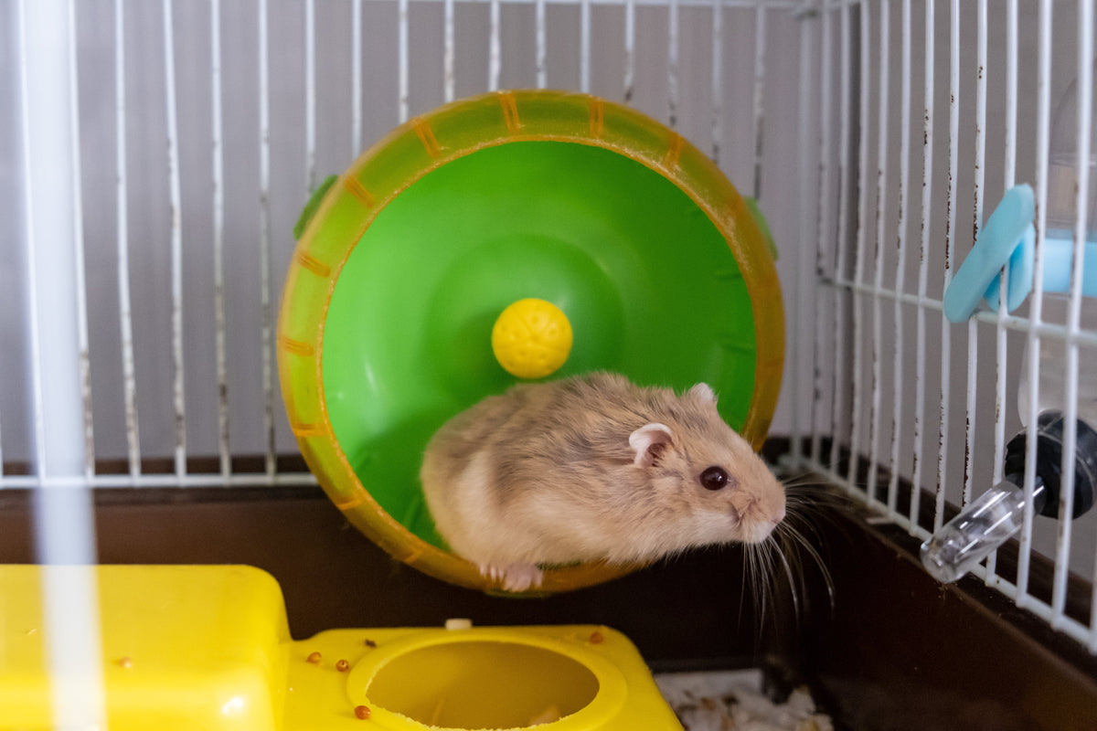 A hamster on a green-and-yellow exercise wheel inside its enclosure.