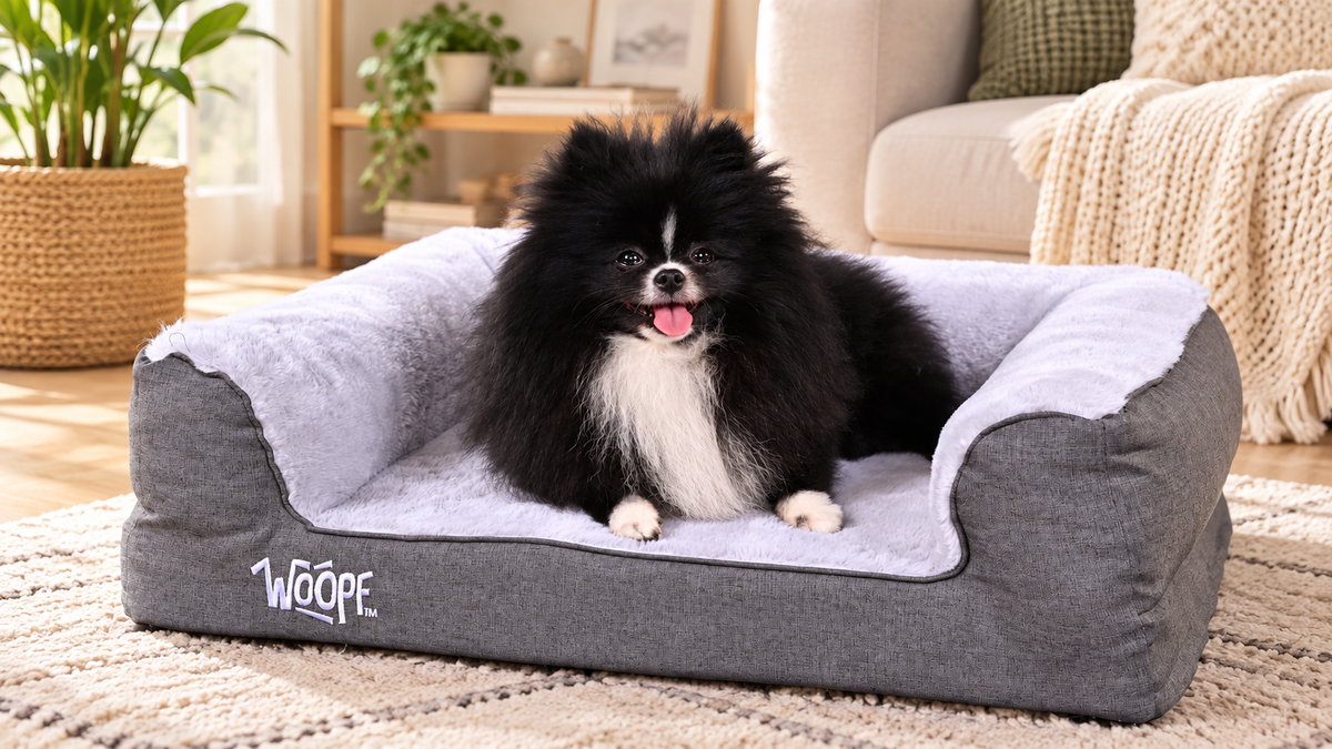 Orthopaedic vs Normal Dog Beds: Why Foam Density, Shape and Quality Matter