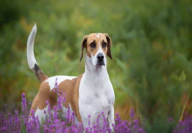 Harrier Care: Scent Work, Training and Everyday Health