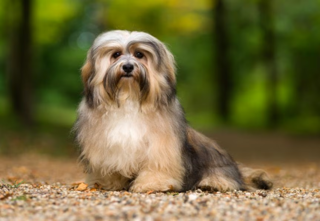 Havanese Care: Grooming, Training and Health Checks