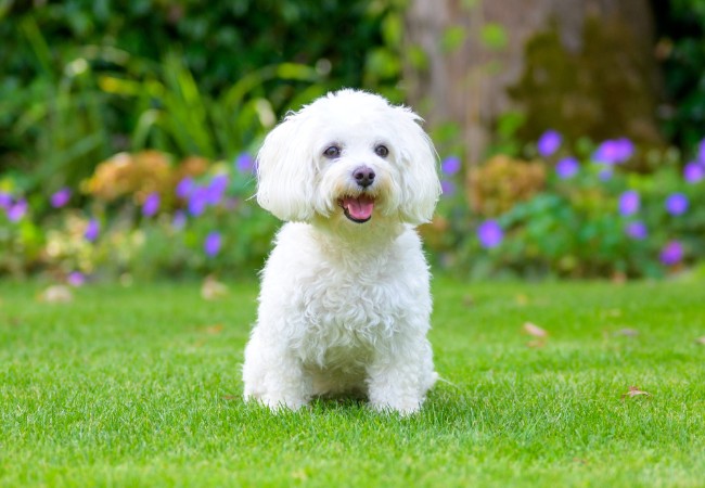 Havapoo Care: Grooming, Training and Health Screening
