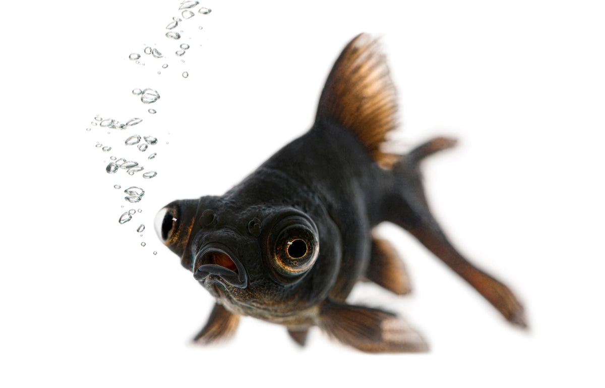 A black goldfish with its mouth open beside rising bubbles.