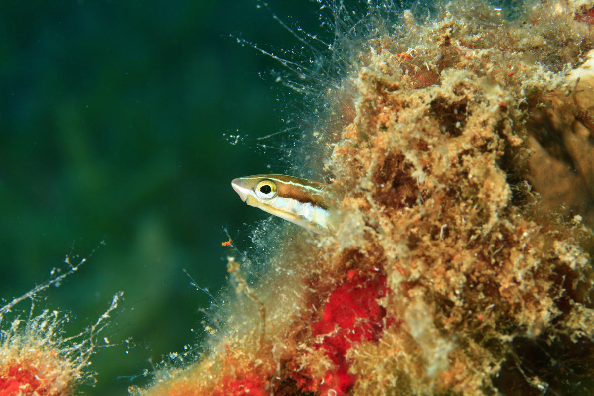 A small striped fish peering out from an algae-covered crevice underwater.