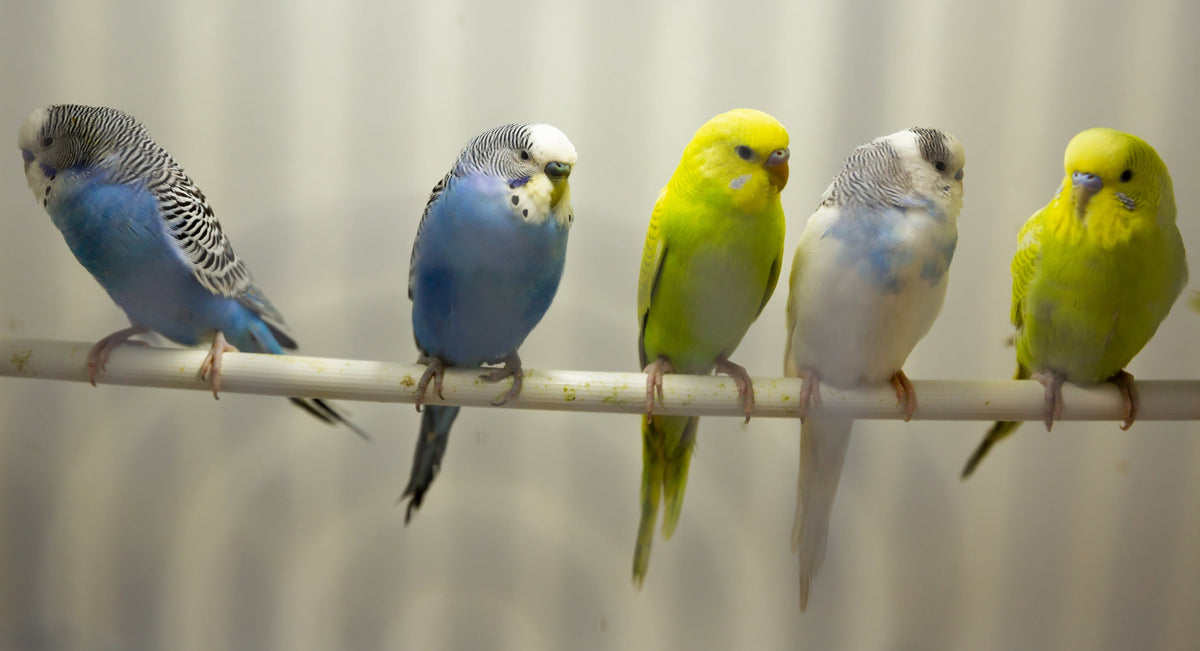 Five blue, white and yellow-green budgies sitting side by side on a perch.