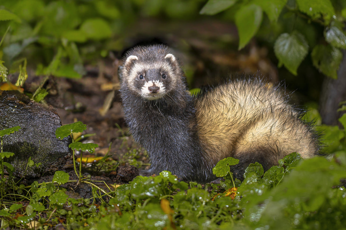 A dark-coated ferret standing among green leaves outdoors.