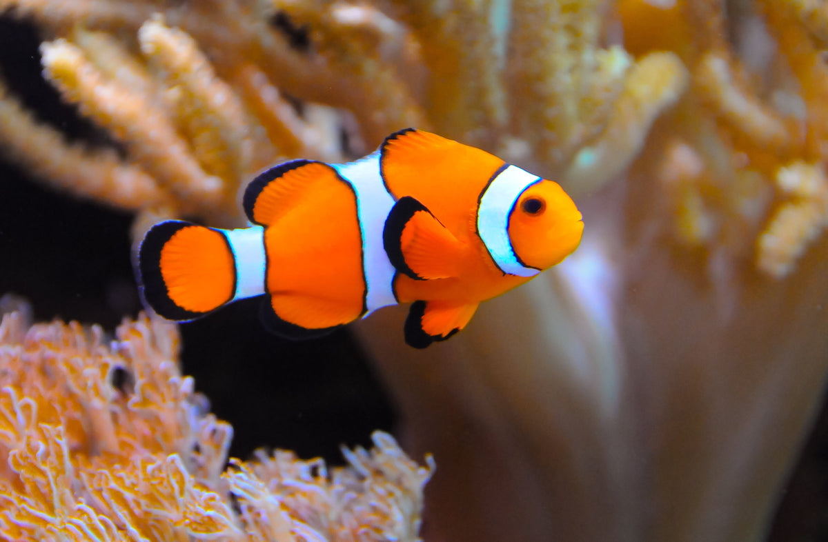 An orange-and-white clownfish swimming beside coral.