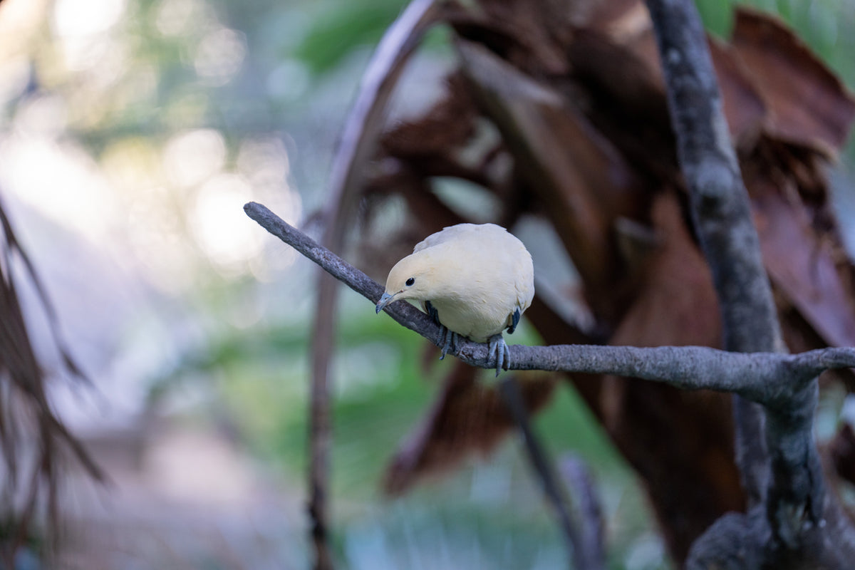A pale-coloured bird perched on a branch among foliage.