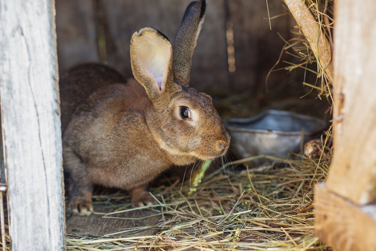 A brown rabbit in a wooden hutch with hay and a metal bowl.