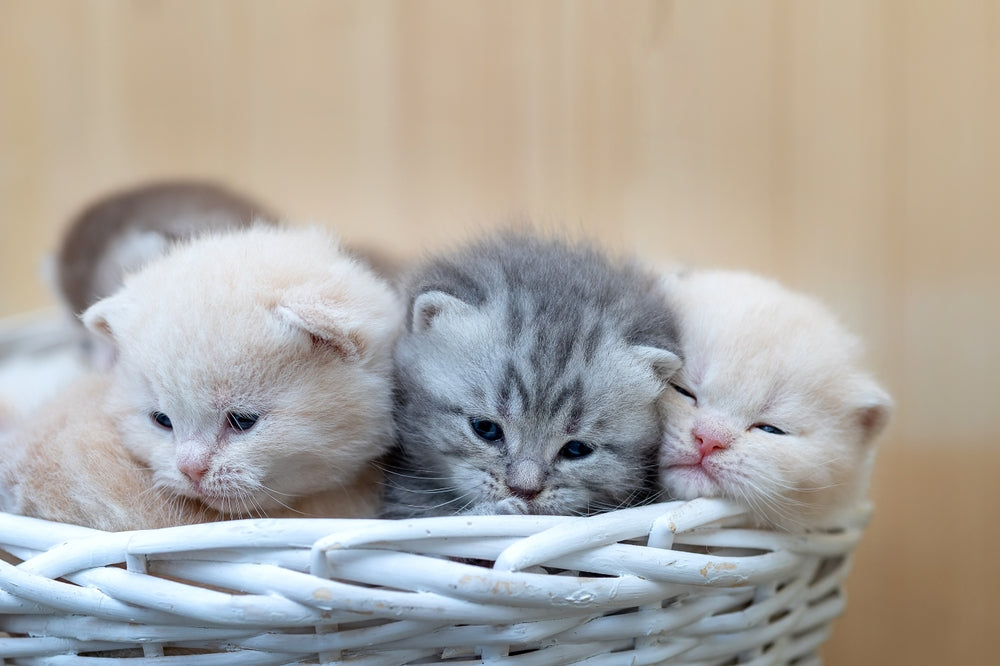 How Many Kittens Can a Cat Have? Litter Size and Birth Safety