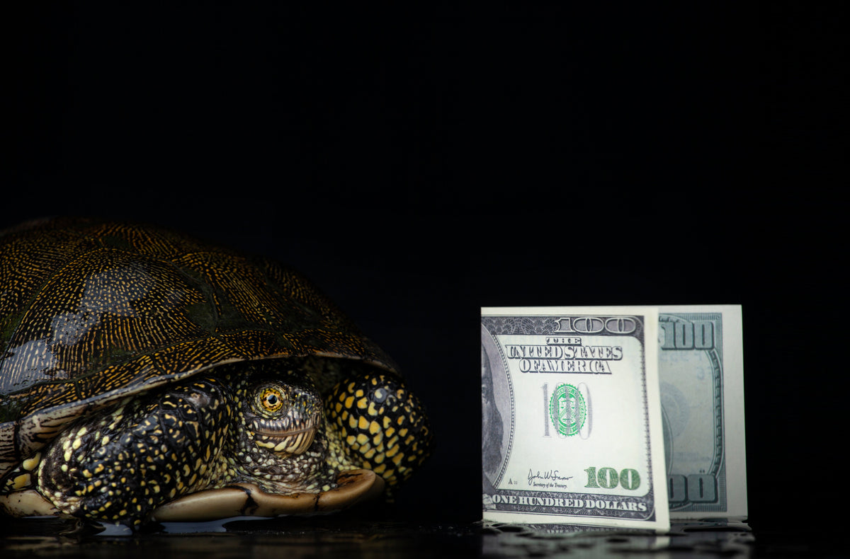 A turtle beside a folded US one-hundred-dollar note against a dark background.
