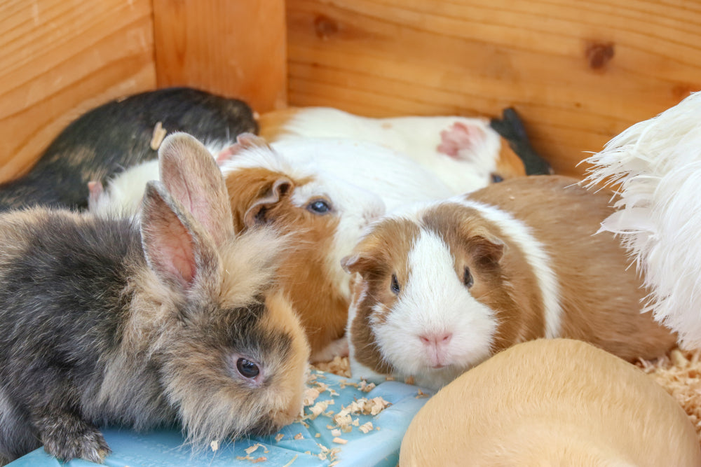 How Much Hay Do Rabbits and Guinea Pigs Need Each Day?