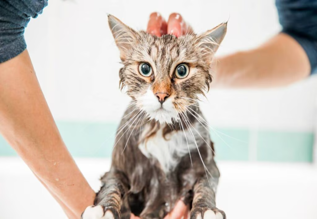 How Often Should You Bathe a Cat?
