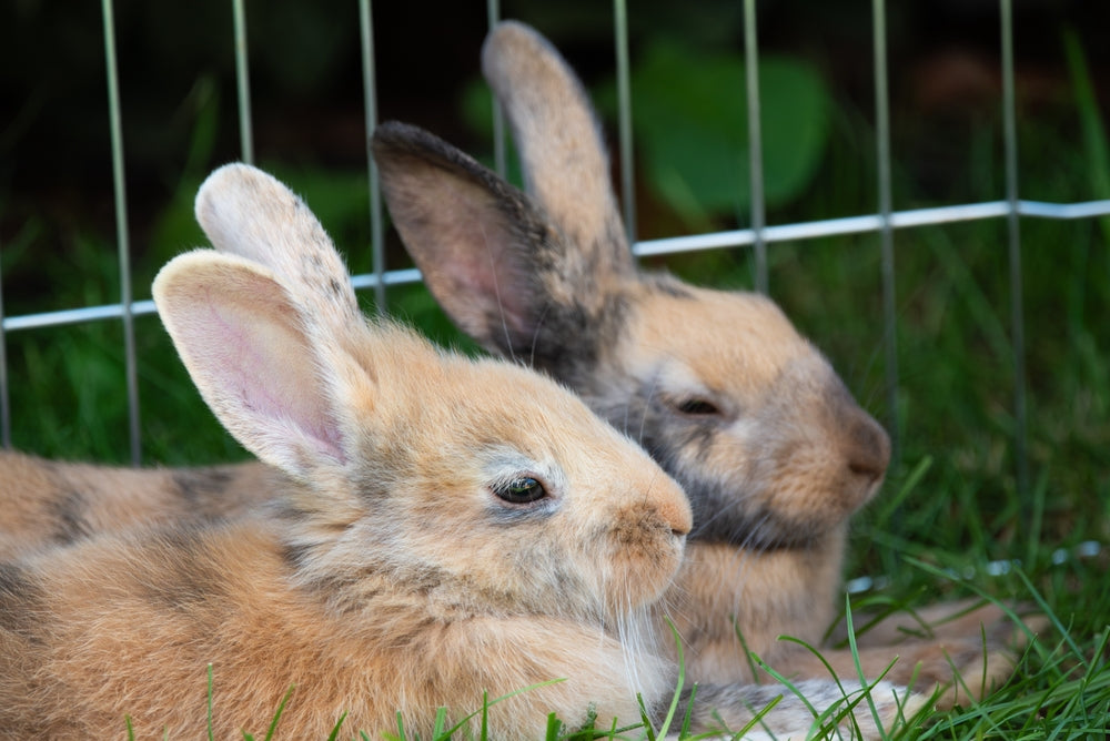 How to Bond Rabbits Safely: Introductions, Fighting and Next Steps