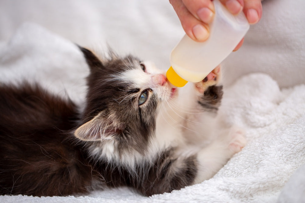 How to Bottle-Feed a Kitten Safely