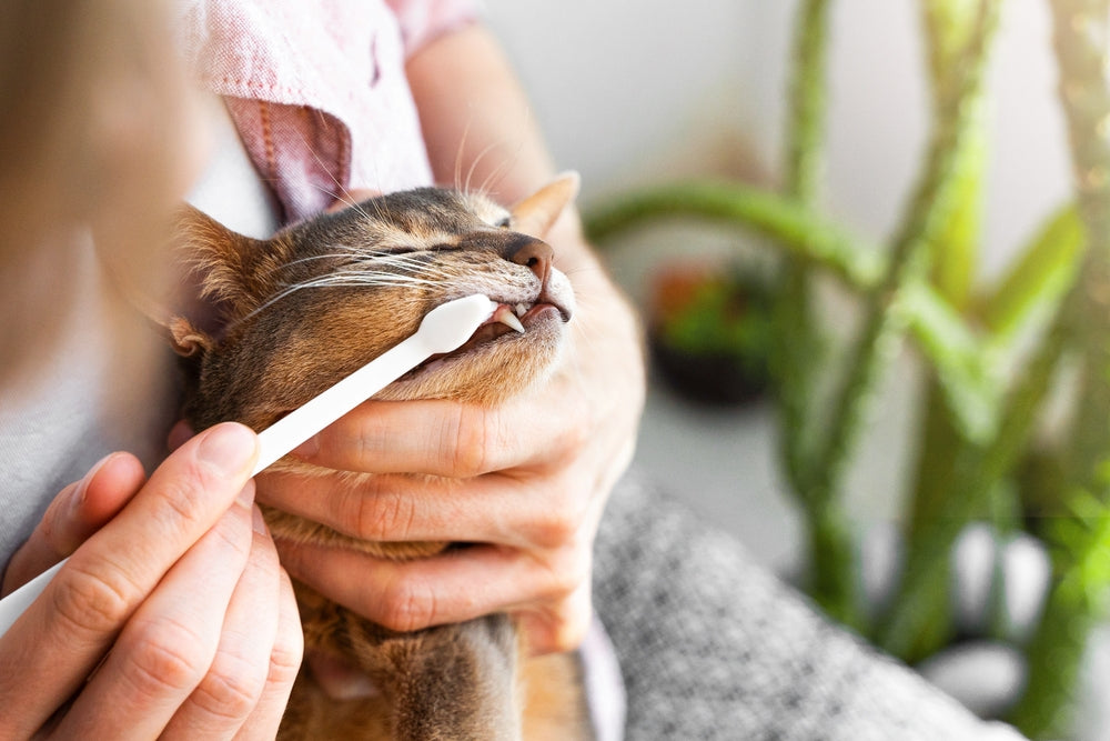 How to Brush Your Cat's Teeth Safely