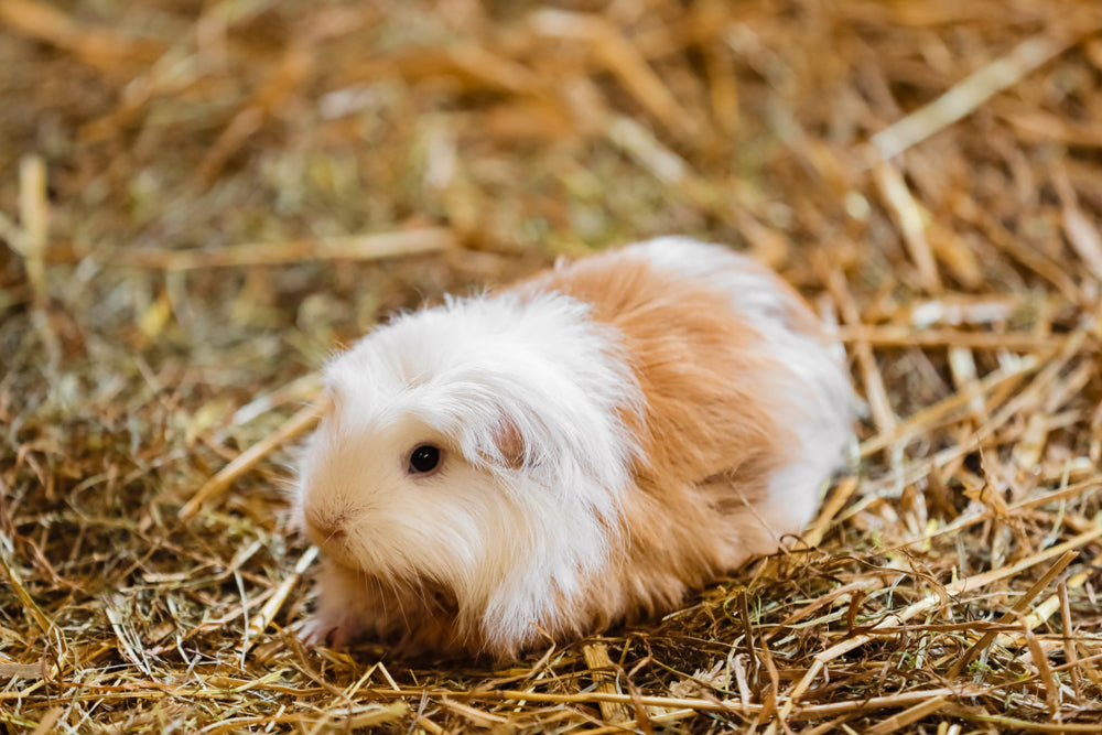 How to Choose Healthy Guinea Pig Food