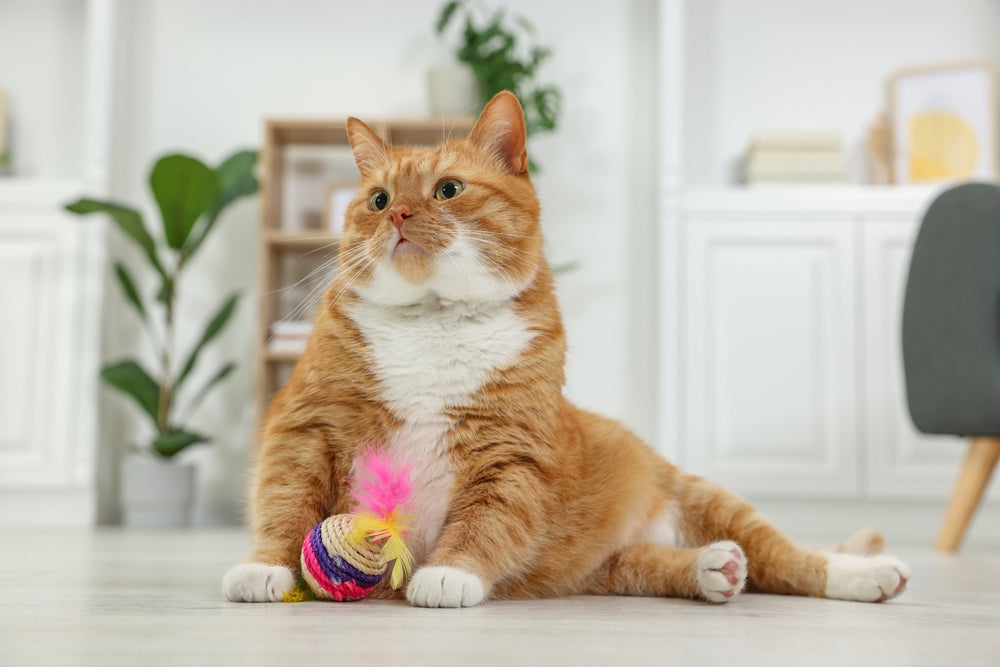 How to Choose Interactive Toys Your Cat Will Enjoy