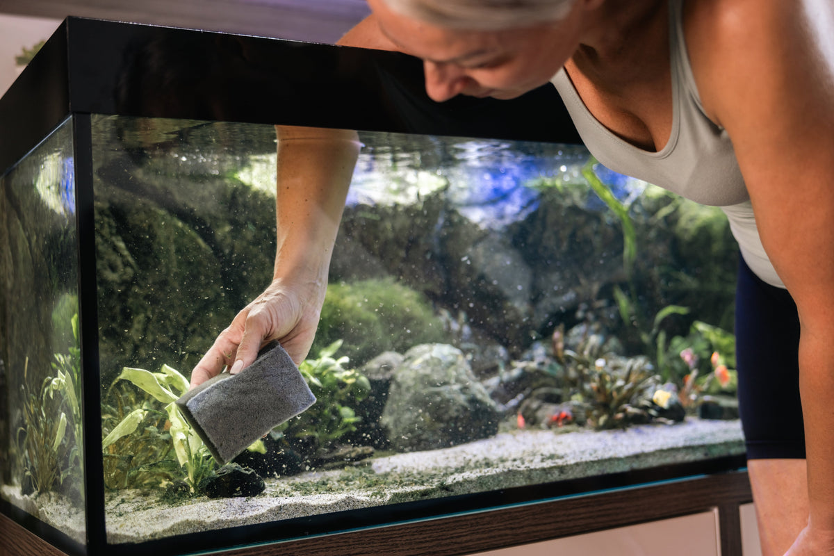 A person cleaning the inside glass of a planted fish tank with a sponge.