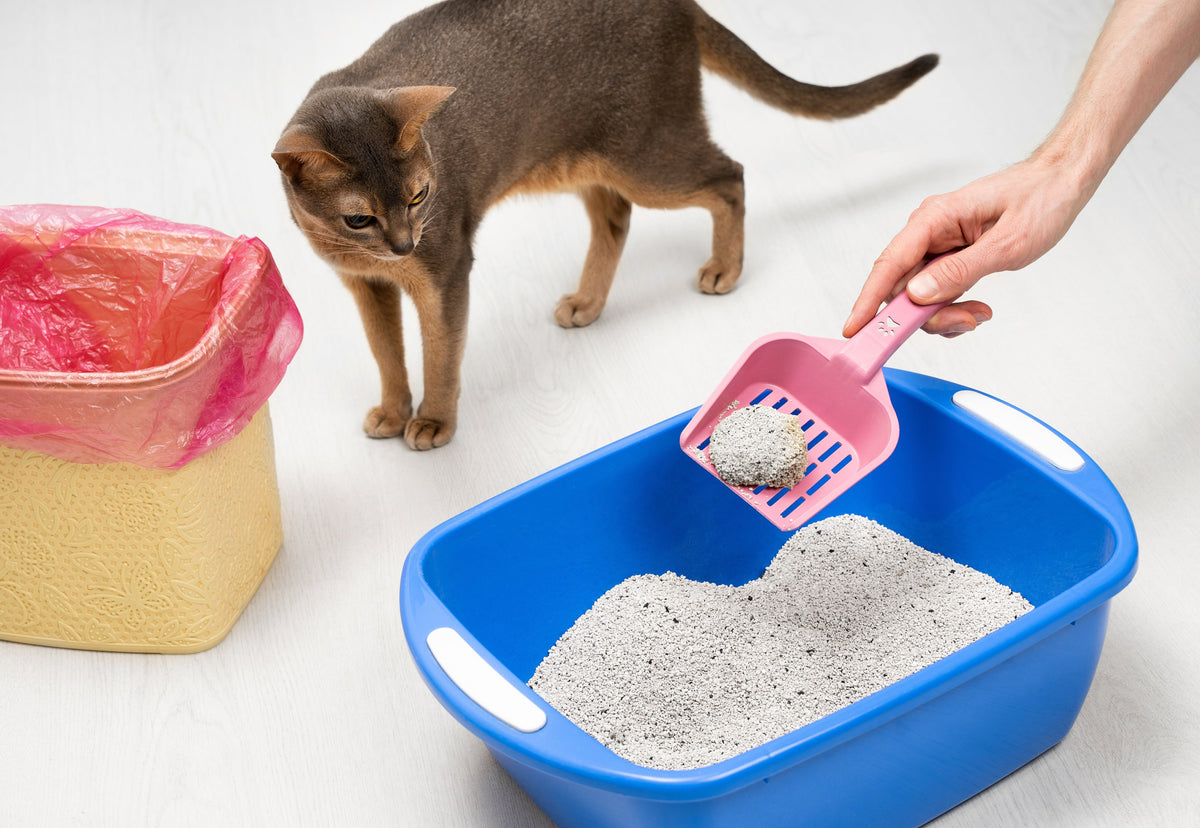 A cat watches a person scoop clumped litter from a blue litter tray.