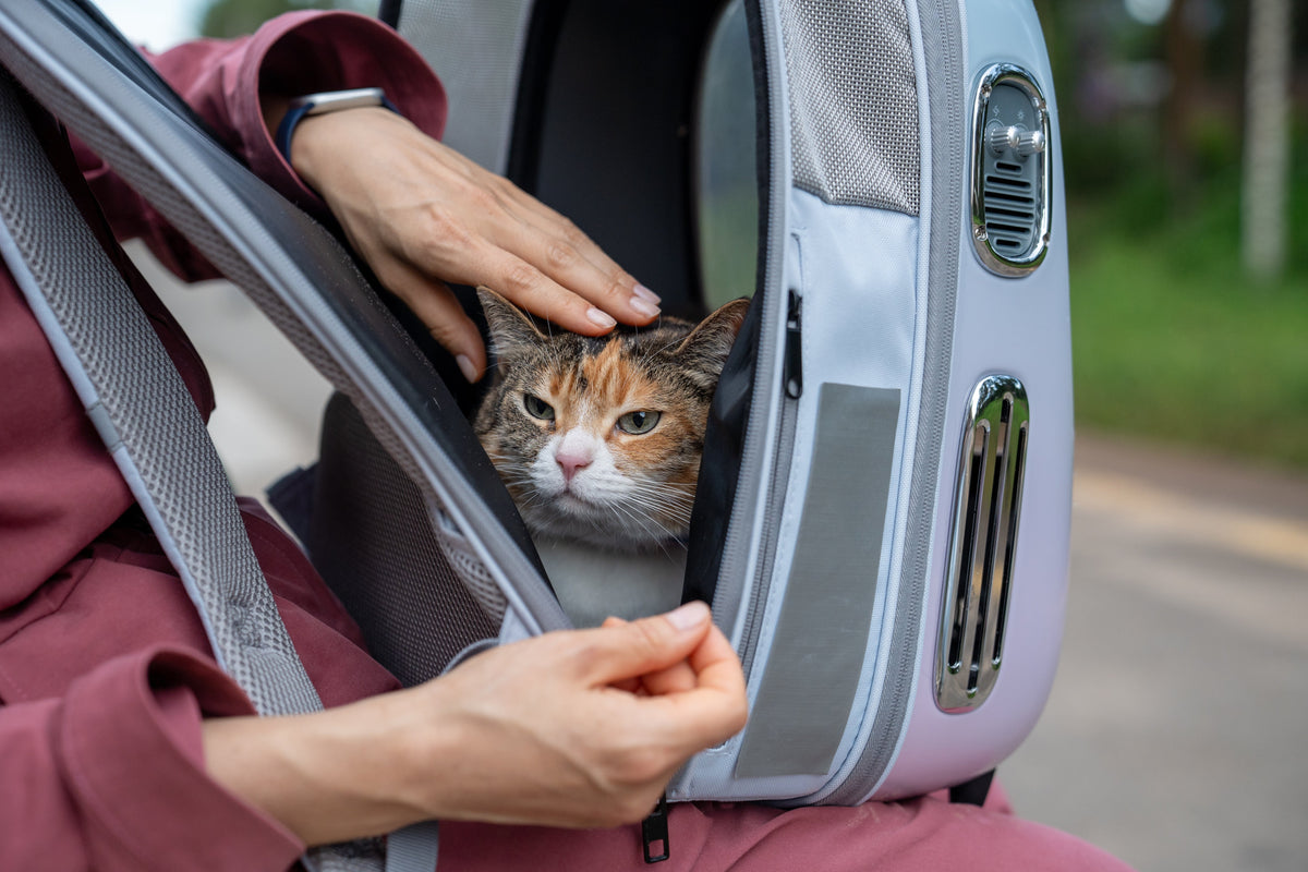 Calico cat inside an open carrier backpack while a person gently strokes its head.